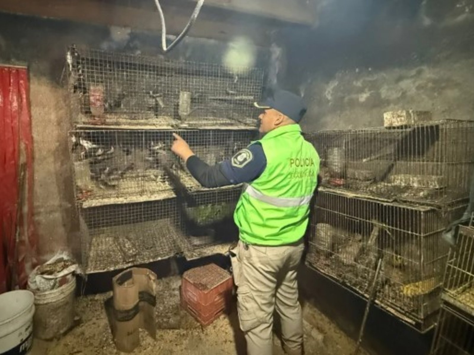 Una redada que revela la cruel realidad de la fauna silvestre en La Plata En un impactante operativo llevado a cabo por ... Descubre más sobre encerrados, re...