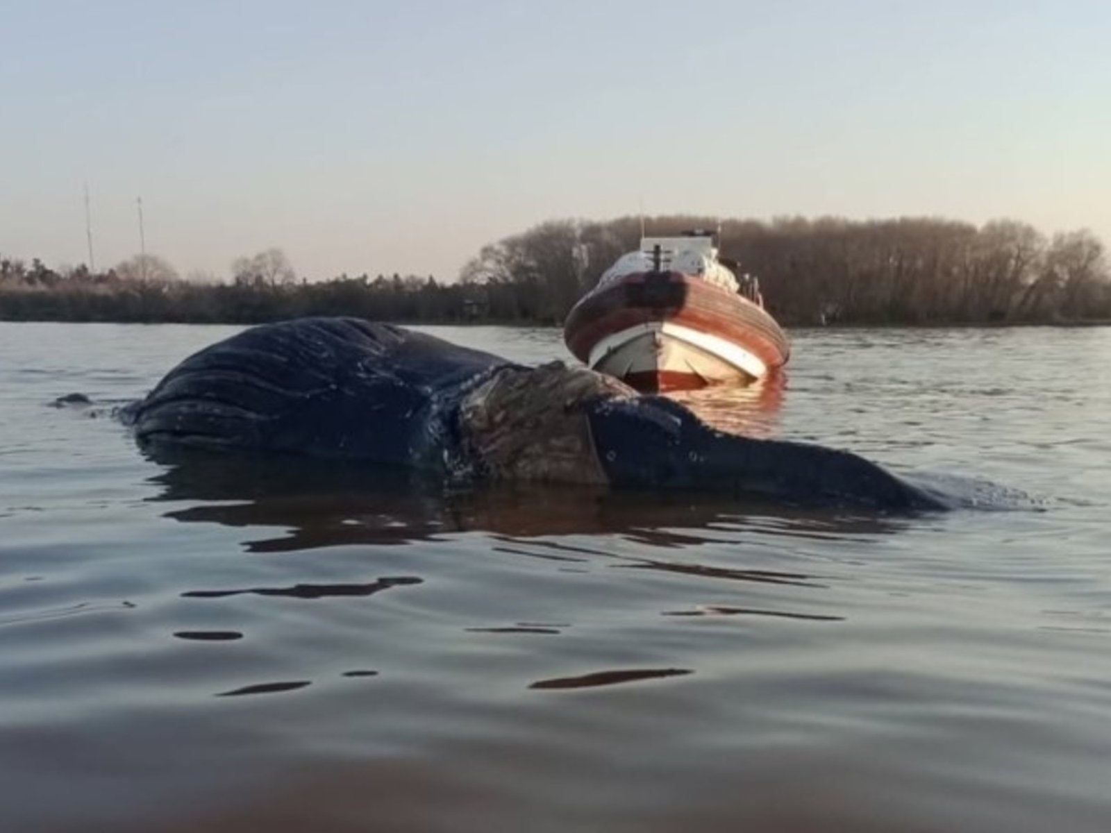 La trágica aparición de ballenas muertas en las aguas argentinas En un lamentable suceso que pone en jaque la salud de n... Descubre más sobre comenzamos, co...