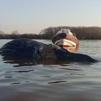 Encontraron otra ballena muerta: estaba flotando en Zárate y es el tercer caso en las últimas dos semanas