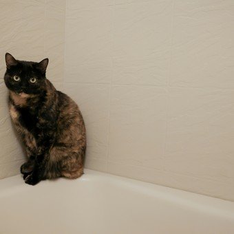 ¿Tu gato te sigue al baño?: este es el verdadero motivo detrás de esta conducta, según una experta en animales