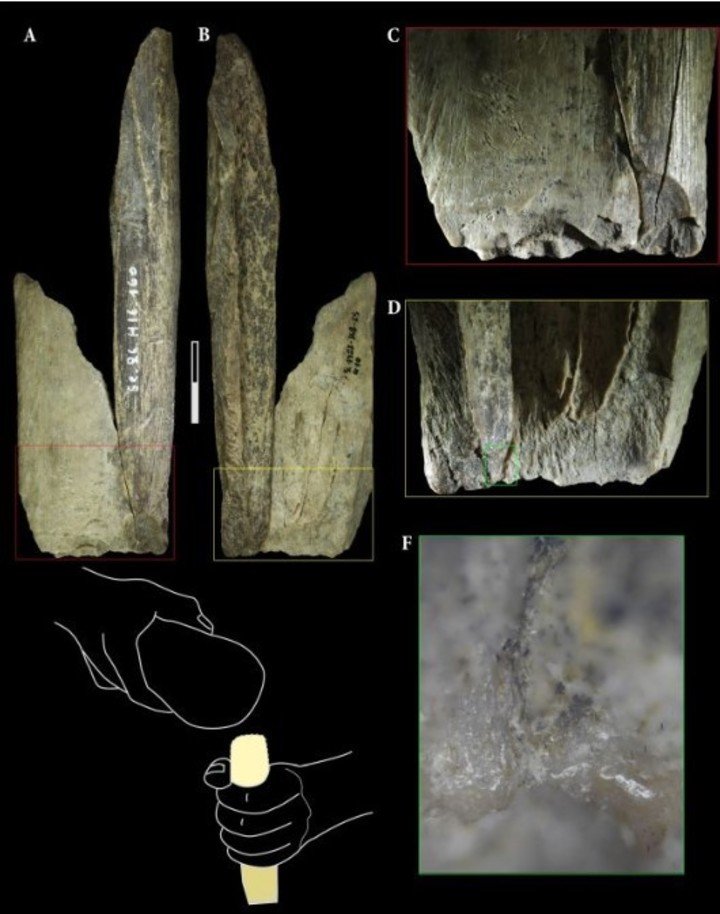 Las dos piezas de tibia reinstaladas (Abrams et al., Sci. Rep., 2025).