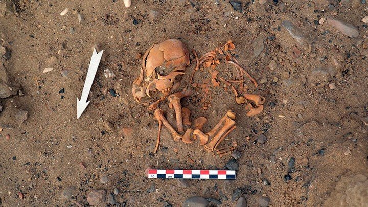 El análisis morfológico reveló que estos perros pertenecían al linaje americano. Foto: Nicolas Goepfert.