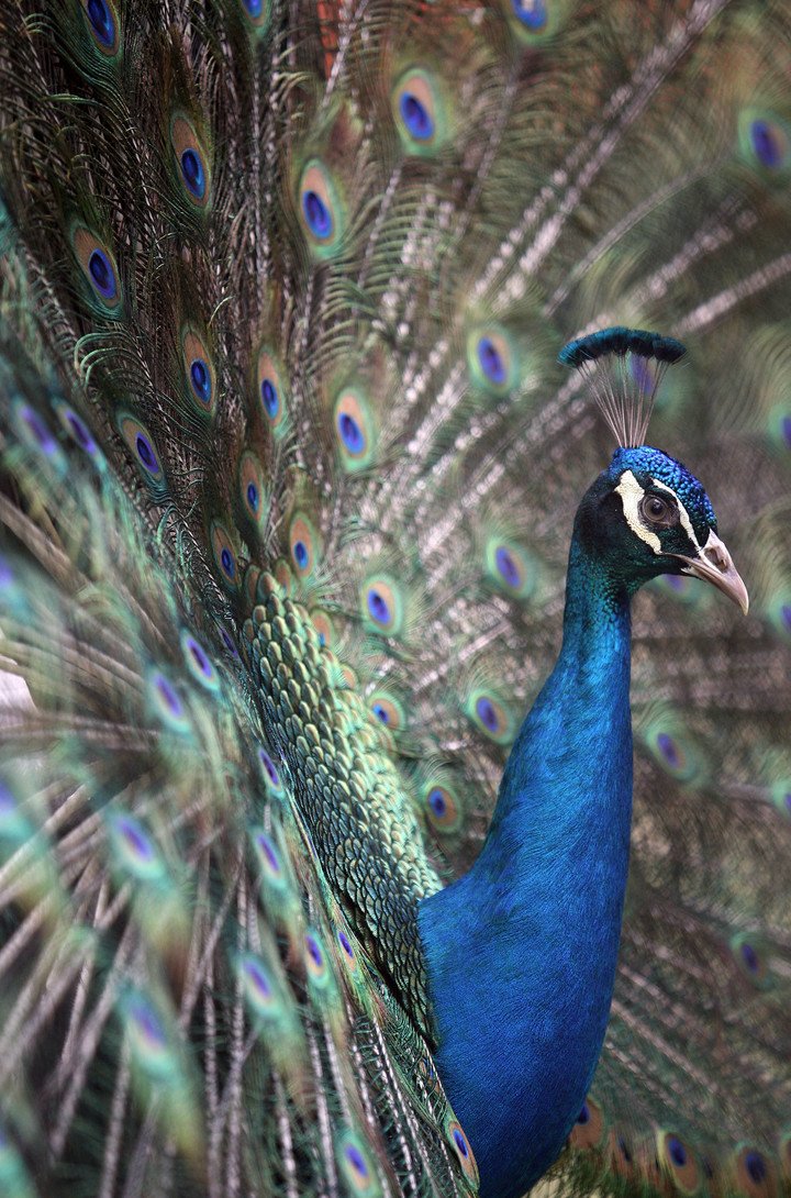 Pavo real, egocéntricos y bellos.