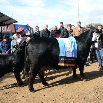 "Momento excepcional": desde Córdoba llegaron los grandes campeones de Brangus en la Expo Rural de Palermo