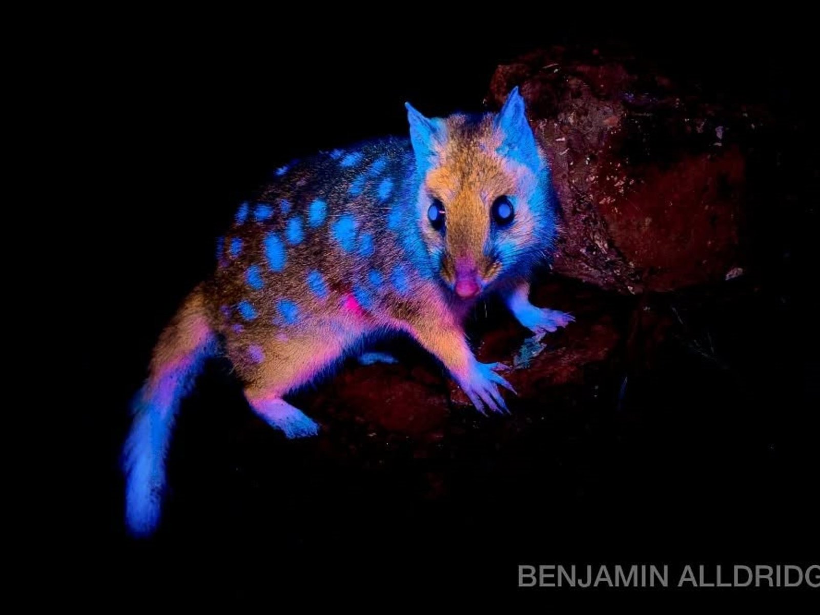 Un destello en la oscuridad: el quol oriental y su fascinante descubrimiento El descubrimiento de un quol oriental fluor... Descubre más sobre brillo, extien...