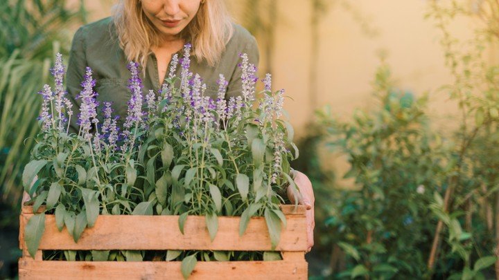 La lavanda necesita mucho sol pero poca agua. Foto: Freepik.