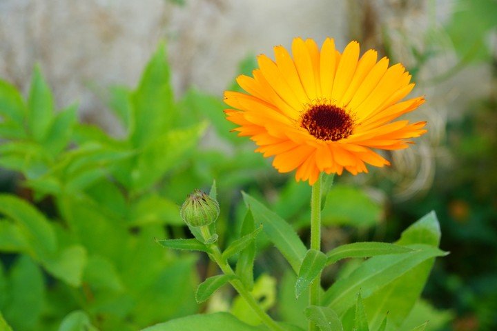 Además de decorativa, la caléndula es comestible. Foto: Freepik.