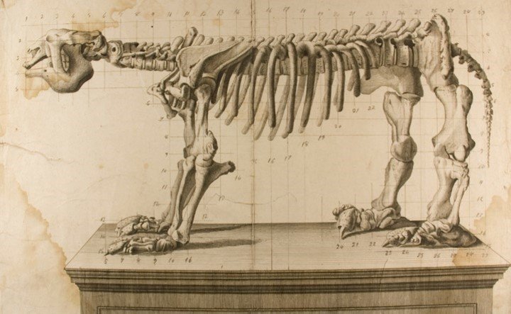 La estructura ósea del perezoso gigante era mucho más robusta que la de otros mamíferos, lo que le permitía moverse con gran estabilidad. Foto: Archivo MNCN.