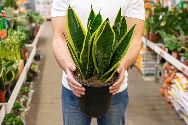Aunque es una planta resistente, necesita ciertos cuidados clave para superar los meses fríos sin problemas. Foto: Freepik.