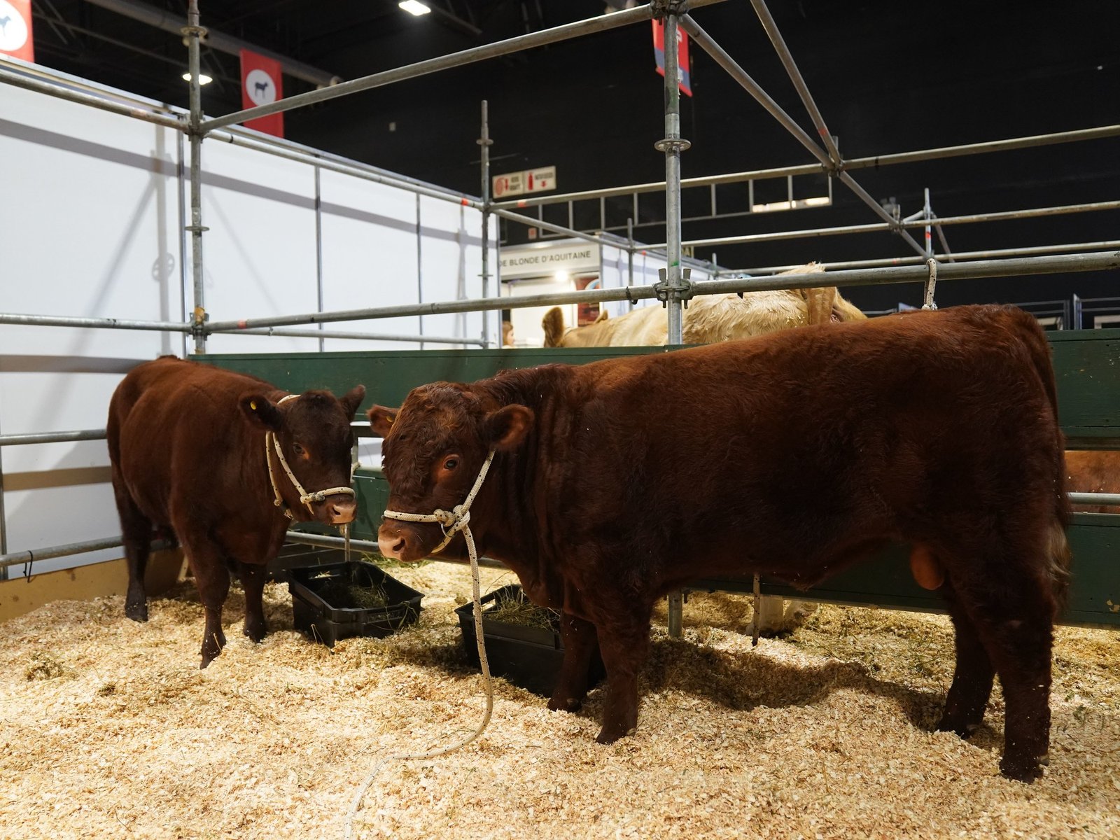 El renacer de una raza ancestral en el corazón ganadero argentino En la reciente Expo Rural de Palermo, la histórica raz... Descubre más sobre realmente, raí...