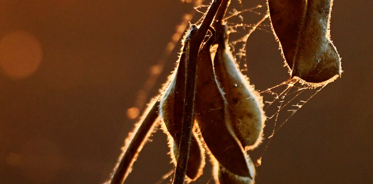  Un panorama incierto para el cultivo más emblemático de América del Sur El mercado de la soja ha enfrentado un revé... Descubre más sobre impacto, nueva...