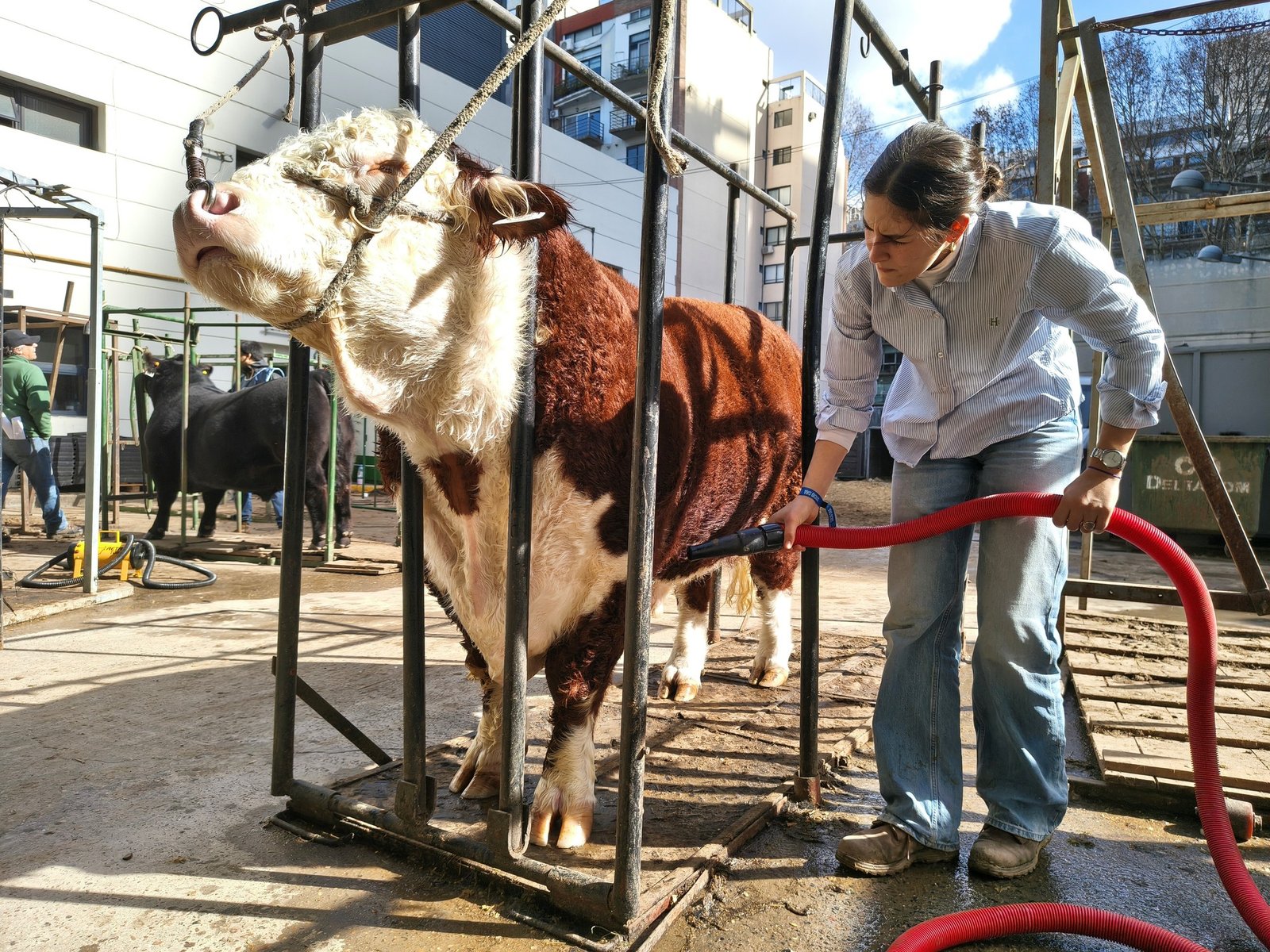  El arte de la estética bovina en la Exposición Rural En el corazón de la Exposición Rural de Palermo, donde la trad... Descubre más sobre profundo, toma...