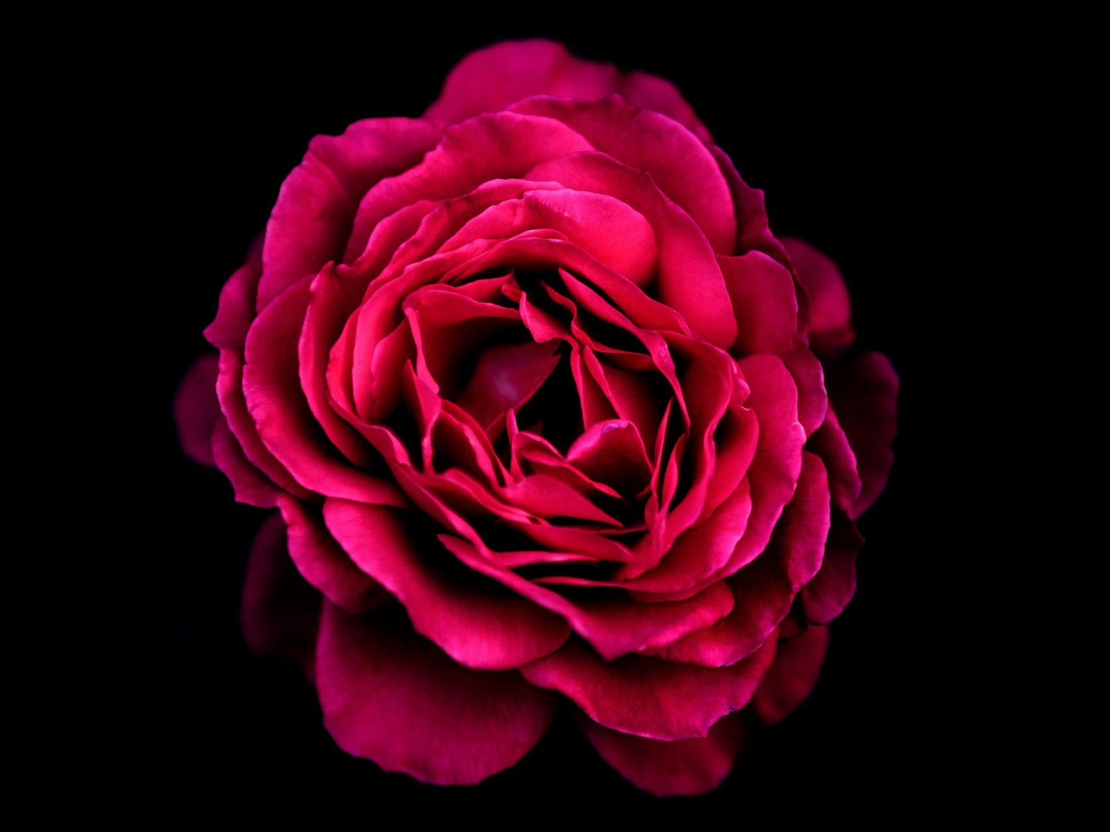 Los pétalos de rosas rojas suelen tener aroma más intenso. Foto: Unsplash.