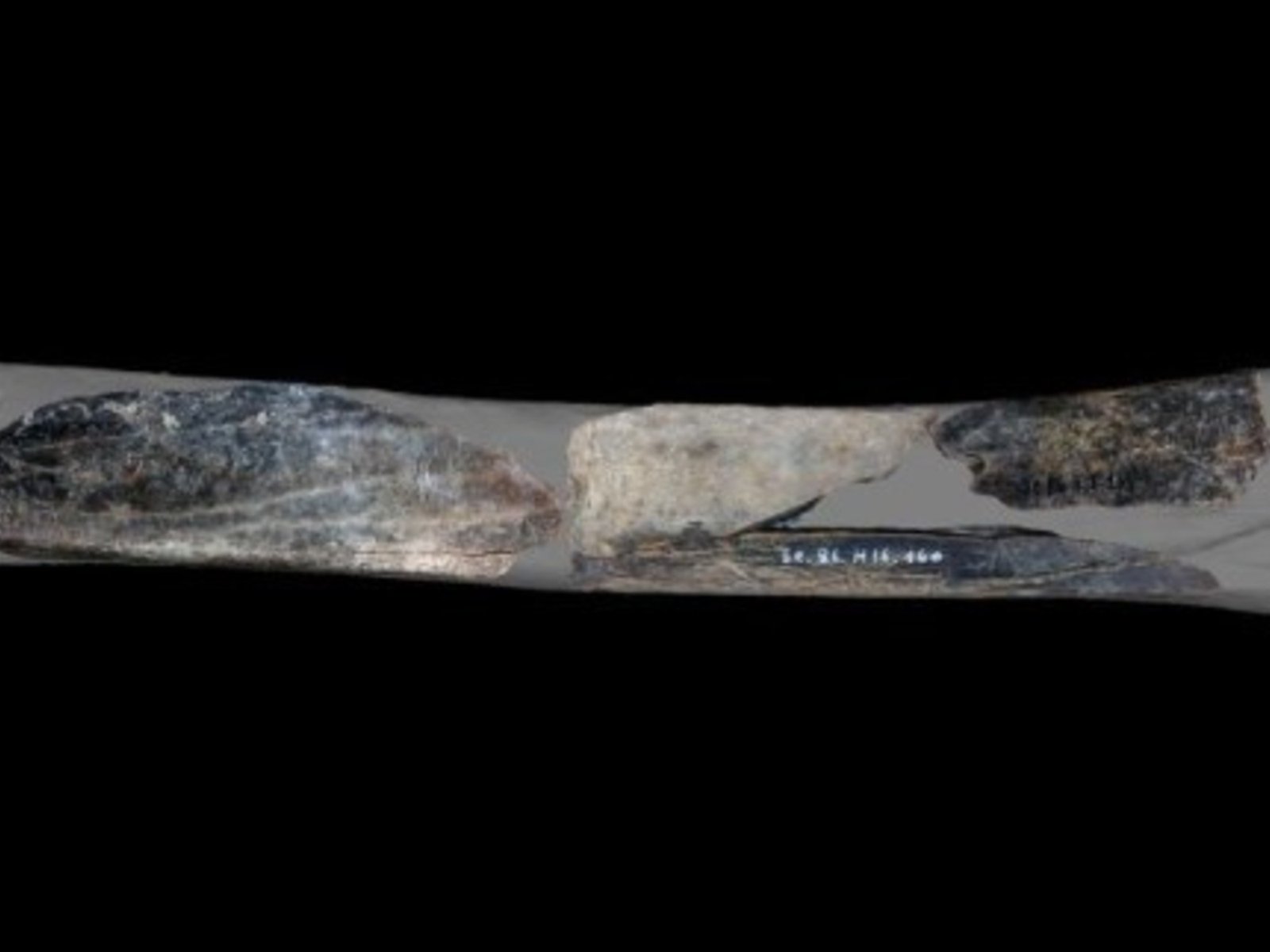 Un hallazgo que transforma nuestra comprensión de los neandertales Recientes excavaciones en la cueva de Scladina, en Bé... Descubre más sobre indicativos, h...