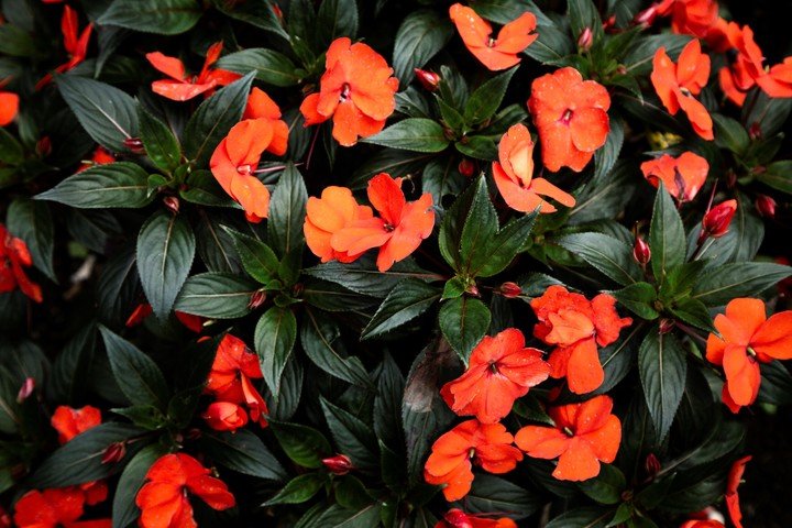 Las plantas más saludables florecen con mayor abundancia, y el bicarbonato de sodio contribuye a mantenerlas fuertes. Foto: Freepik.