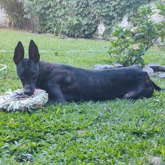La conmovedora historia de Trufa, la galga con el hocico torcido, que terminó con final feliz