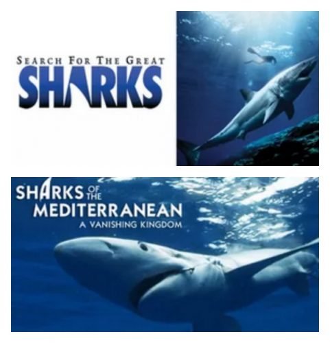 Netflix Jumped In on the Shark Week Action in July, Landing Two New Hits