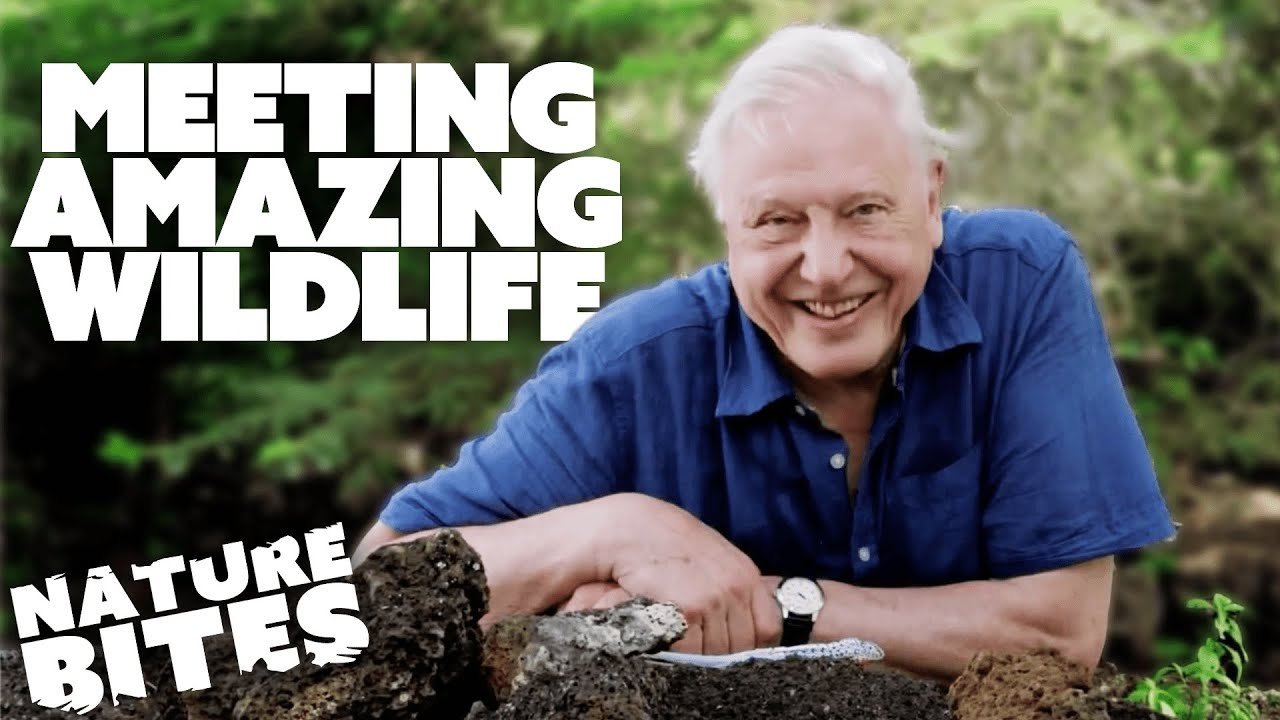 Mother-eating spiders ‘will chill parents to the bone’ in new David Attenborough series