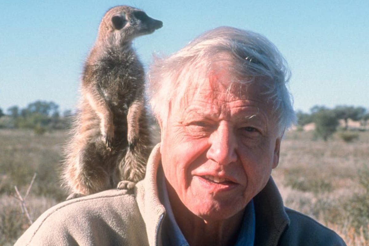 Mother-eating spiders ‘will chill parents to the bone’ in new David Attenborough series