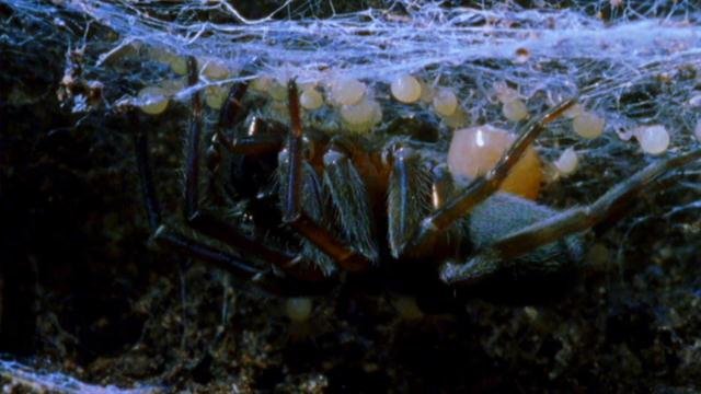 Mother-eating spiders ‘will chill parents to the bone’ in new David Attenborough series