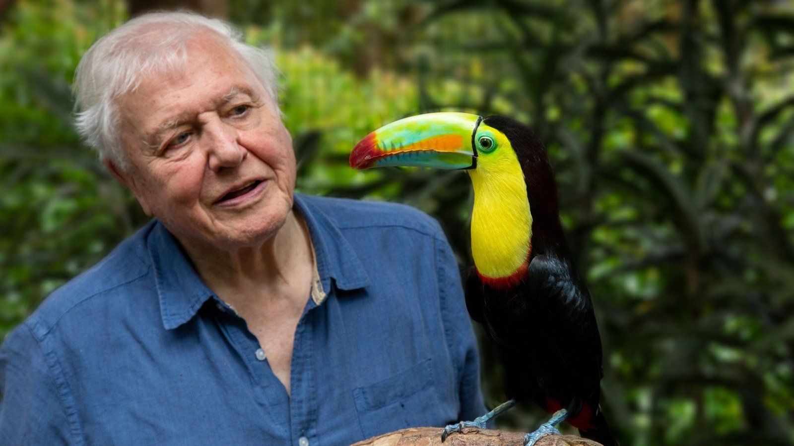 Mother-eating spiders ‘will chill parents to the bone’ in new David Attenborough series