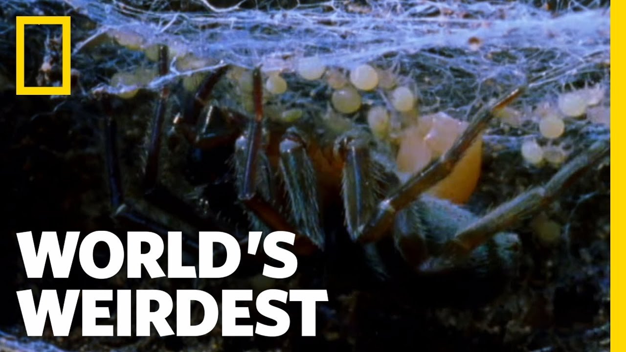 Mother-eating spiders ‘will chill parents to the bone’ in new David Attenborough series