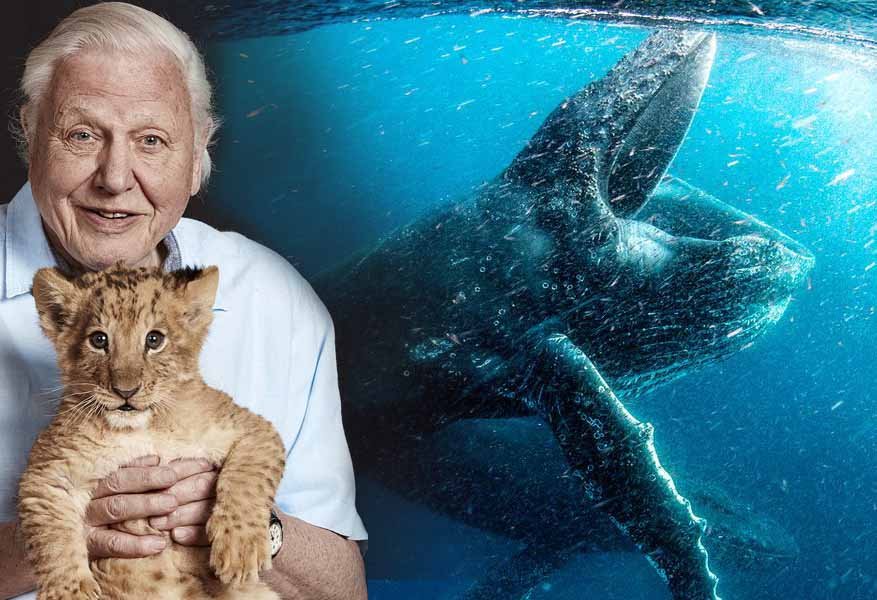 Mother-eating spiders ‘will chill parents to the bone’ in new David Attenborough series
