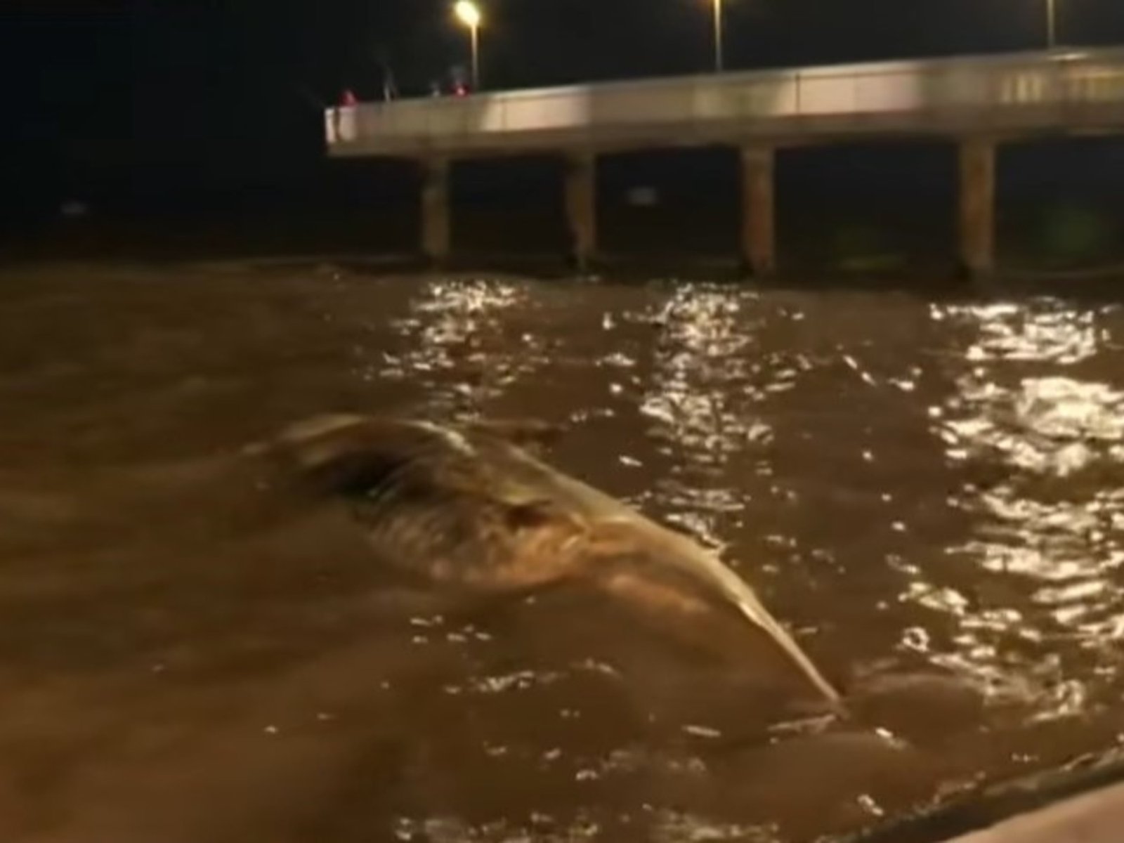 Un fenómeno alarmante en las aguas del Río de la Plata La reciente aparición de tres ballenas muertas en el Río de la Pl... Descubre más sobre crítico, señal...