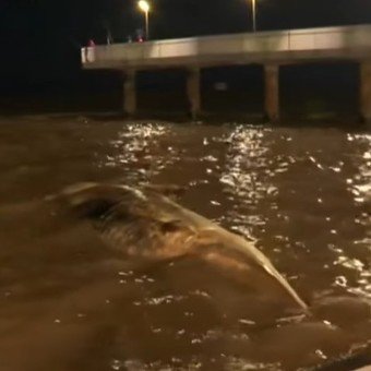 Tres ballenas muertas en menos de 15 días: cuál es la principal hipótesis de los expertos