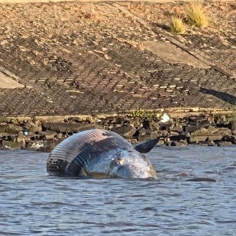 Por qué apareció una ballena muerta en la costa de Vicente López
