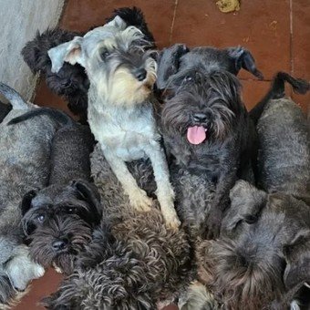 Desmantelaron un criadero de perros en la Ciudad: los vendían por WhatsApp a más de 1 millón de pesos