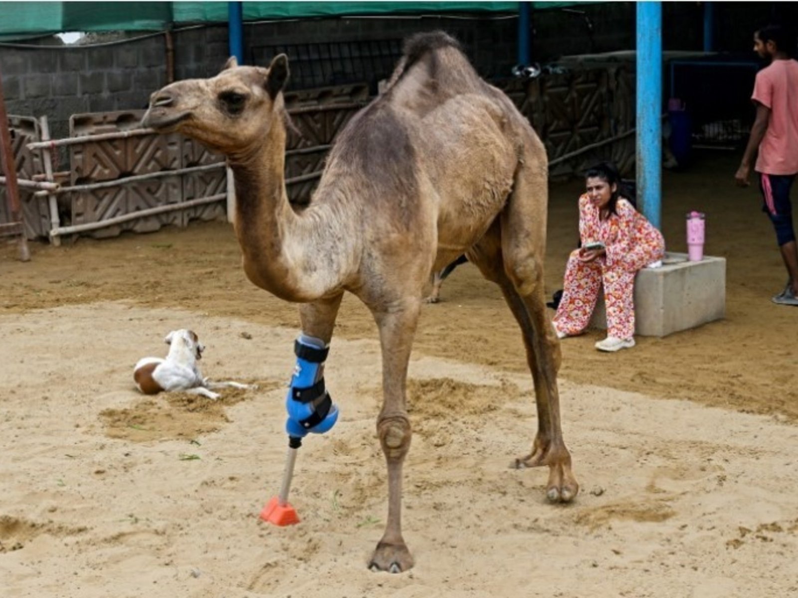 La historia de Cammie: un símbolo de esperanza y resiliencia en Pakistán En un rincón de Karachi, un refugio de animales... Descubre más sobre transforma, fr...