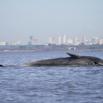 Sorpresa en Vicente López por la aparición de una ballena varada en la costa: "Vino a morir acá"