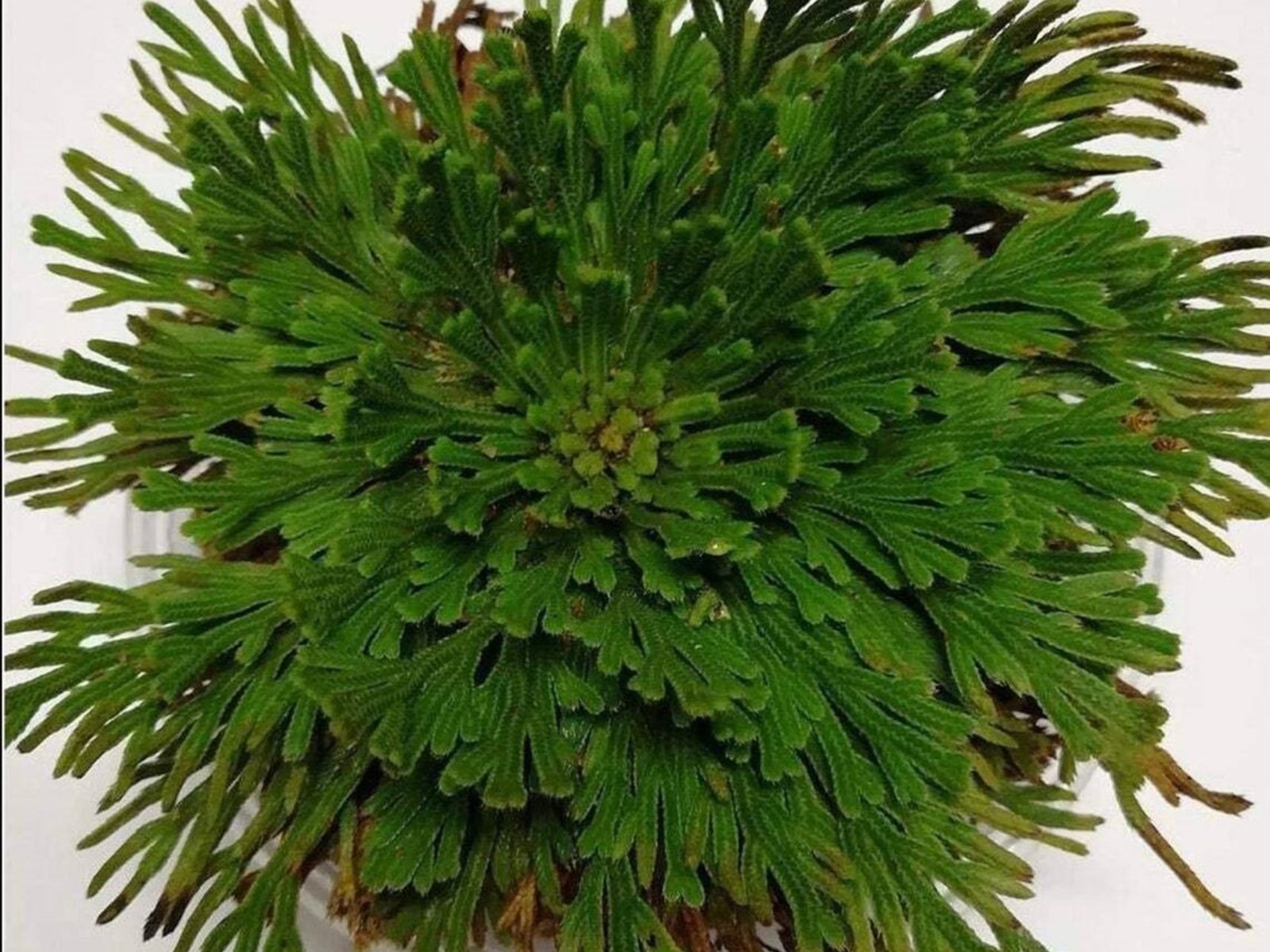 El Fascinante Ciclo de Vida de una Planta Milenaria Desde los áridos desiertos hasta los hogares contemporáneos, la fasc... Descubre más sobre dejar, sirve, ...