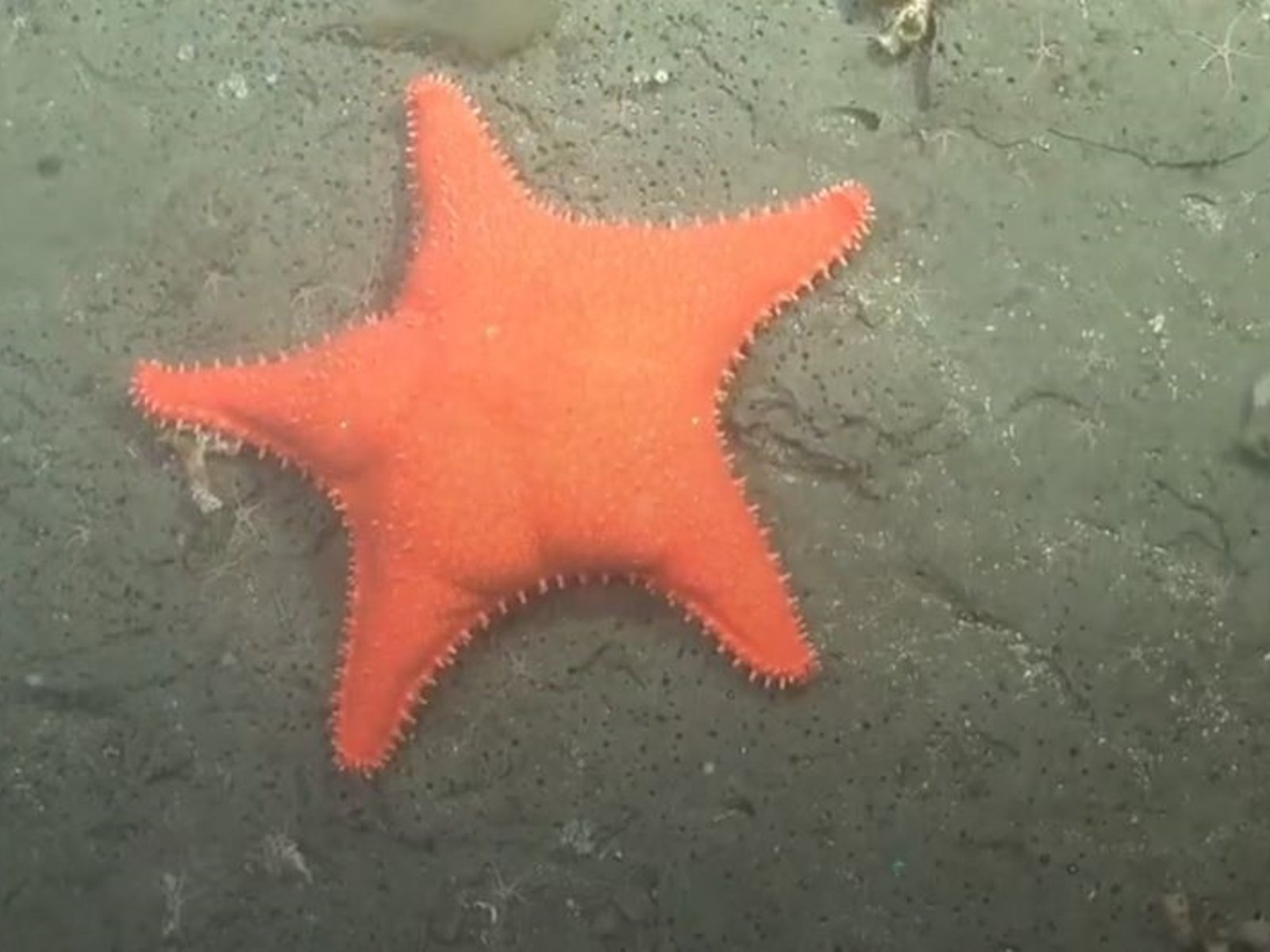 Un hallazgo marino que despierta sonrisas y curiosidad en el público En el cañón submarino de Mar del Plata, un reciente... Descubre más sobre plata, preserv...