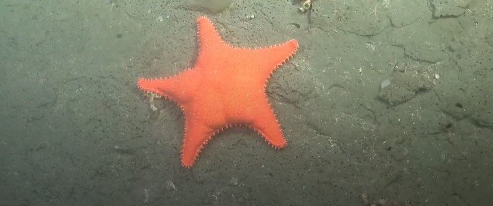 La estrella de mar "culona" que es furor en redes. Foto: Schmidt Ocean YouTube
