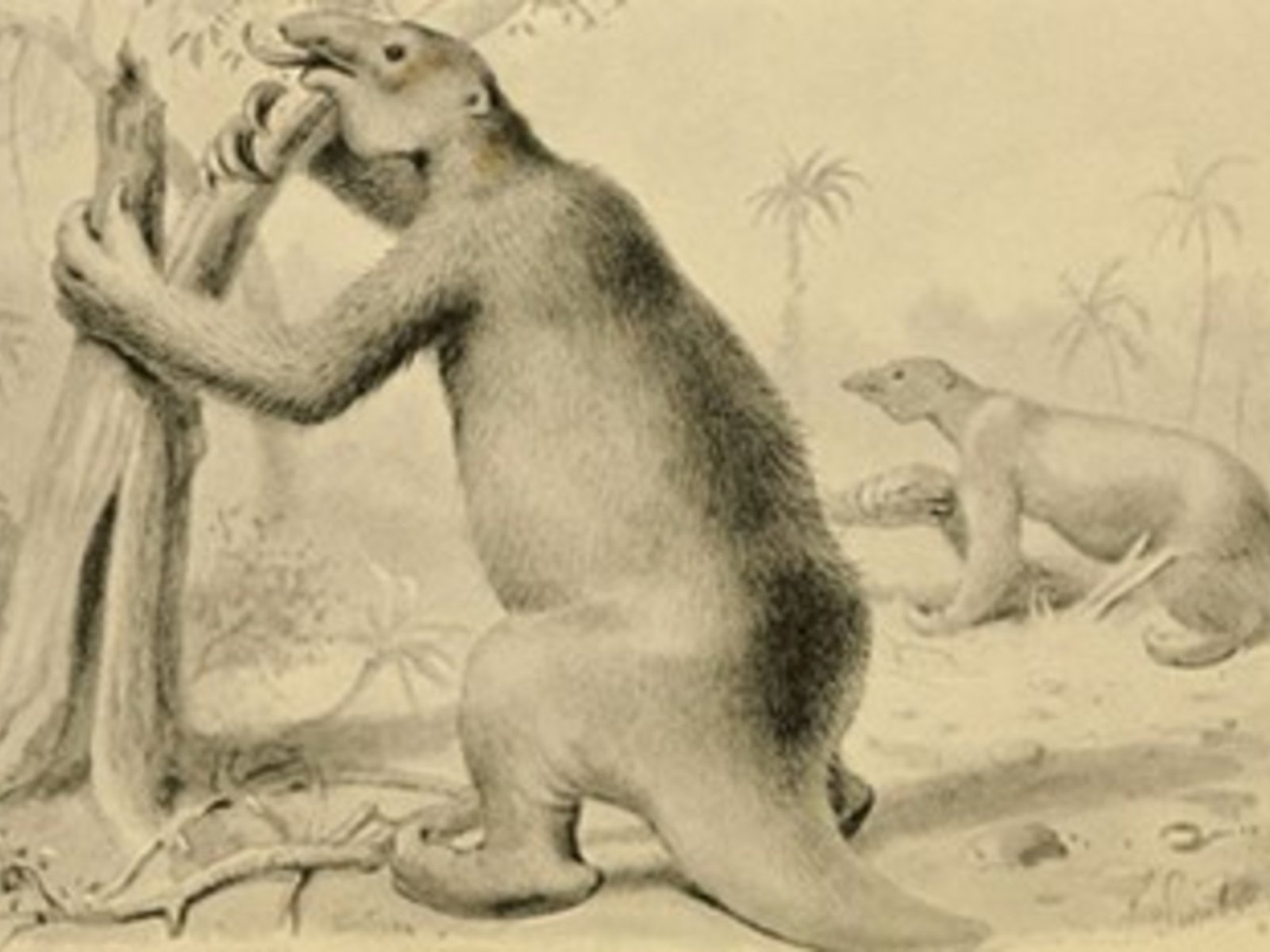 Un hallazgo que transformó la paleontología En el corazón de la prehistoria argentina, un descubrimiento monumental marc... Descubre más sobre cerca, altura,...