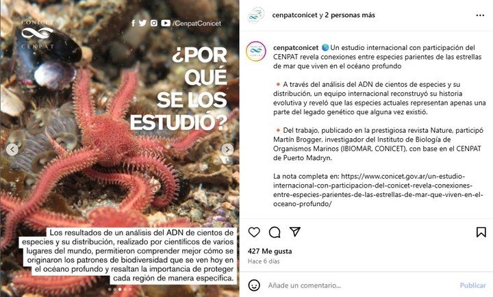 Científicos del CONICET participaron en un estudio internacional sobre los ofiuroideos, parientes de las estrellas de mar. Foto: Instagram @tinchobrogger.