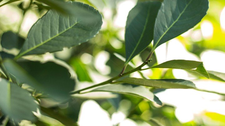 La formulación, llamada YMF, combinó extracto de yerba mate rico en polifenoles con aminoácidos y vitaminas. Foto: Archivo Clarín.
