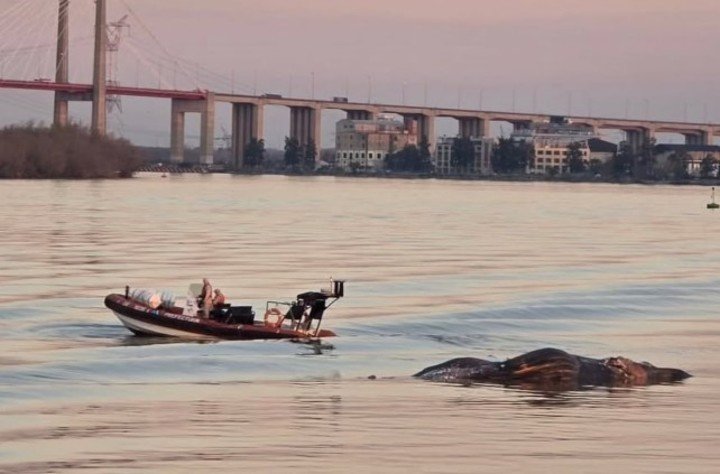 El tercer ejemplar fue hallado en la costanera de Zárate.
