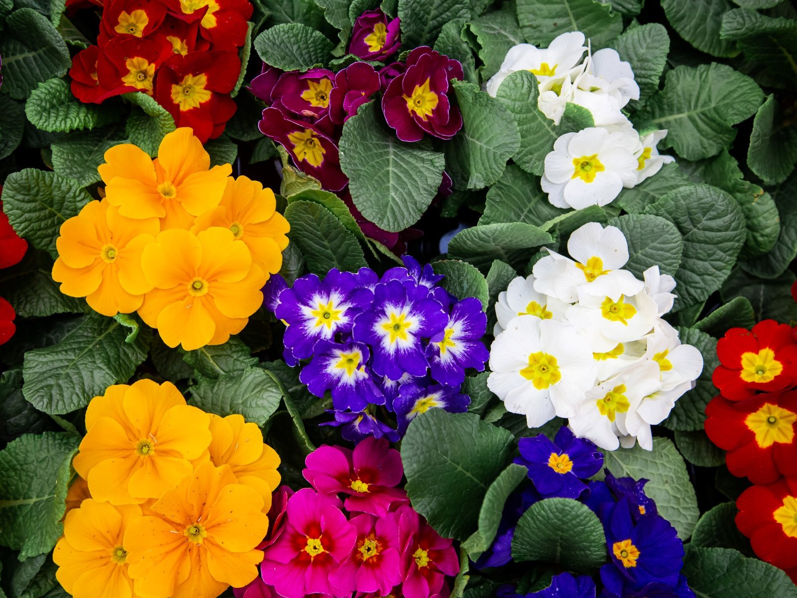  Un ingrediente cotidiano que transformará tu jardín ¿Te has sentido frustrado al ver tus plantas en casa o en el ja... Descubre más sobre llevar, rendim...