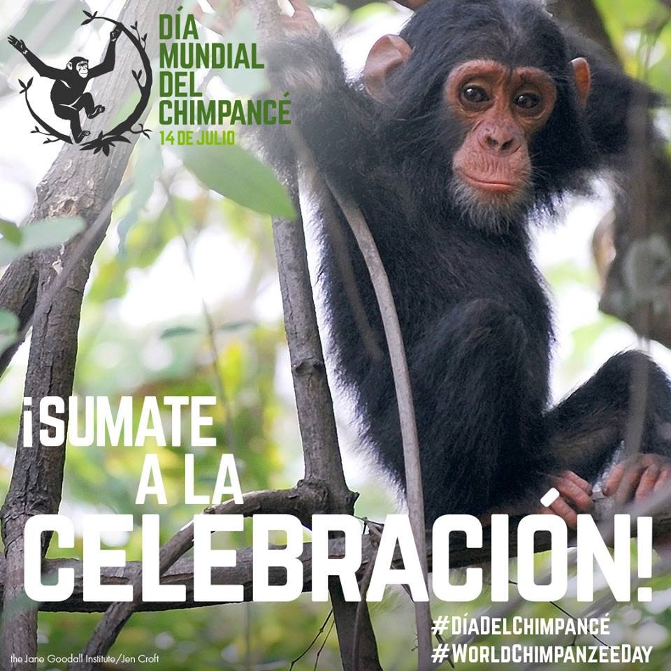 Imagen relacionada con Día Mundial del Chimpancé: reflexionamos sobre su conservación y amenaza en su hábitat natural.