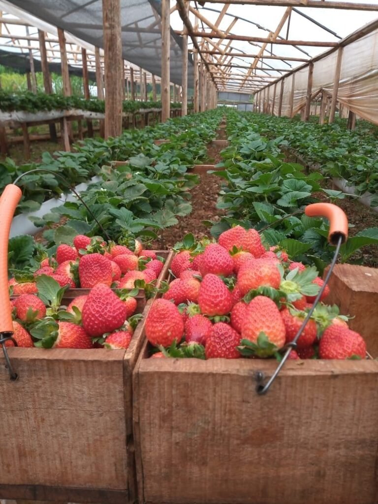 Imagen relacionada con Misiones impulsa la producción de frutillas hidropónicas como alternativa agrícola innovadora.