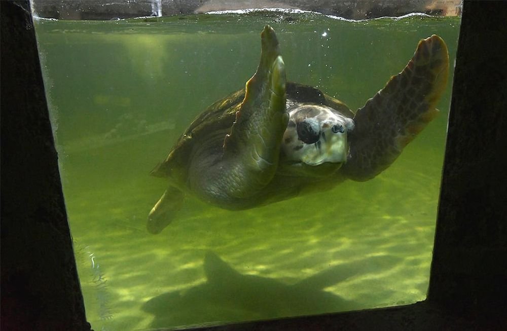 Imagen relacionada con El tortugo Jorge recorrió tres islas y llegó a Río de Janeiro en una semana, destacando su travesía atlántica.