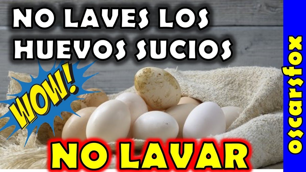 ¿Cómo se deben limpiar los huevos y dónde guardarlos? en El Cronista, Información General