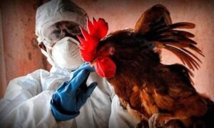 Imagen relacionada con El Senasa confirma caso de gripe aviar en provincia de Buenos Aires