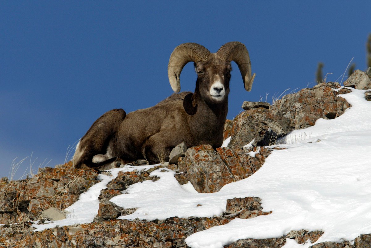 El Parque Nacional Yellowstone es el hábitat de osos grizzly, alces, lobos y bisontes, entre otros. (Foto: AP)