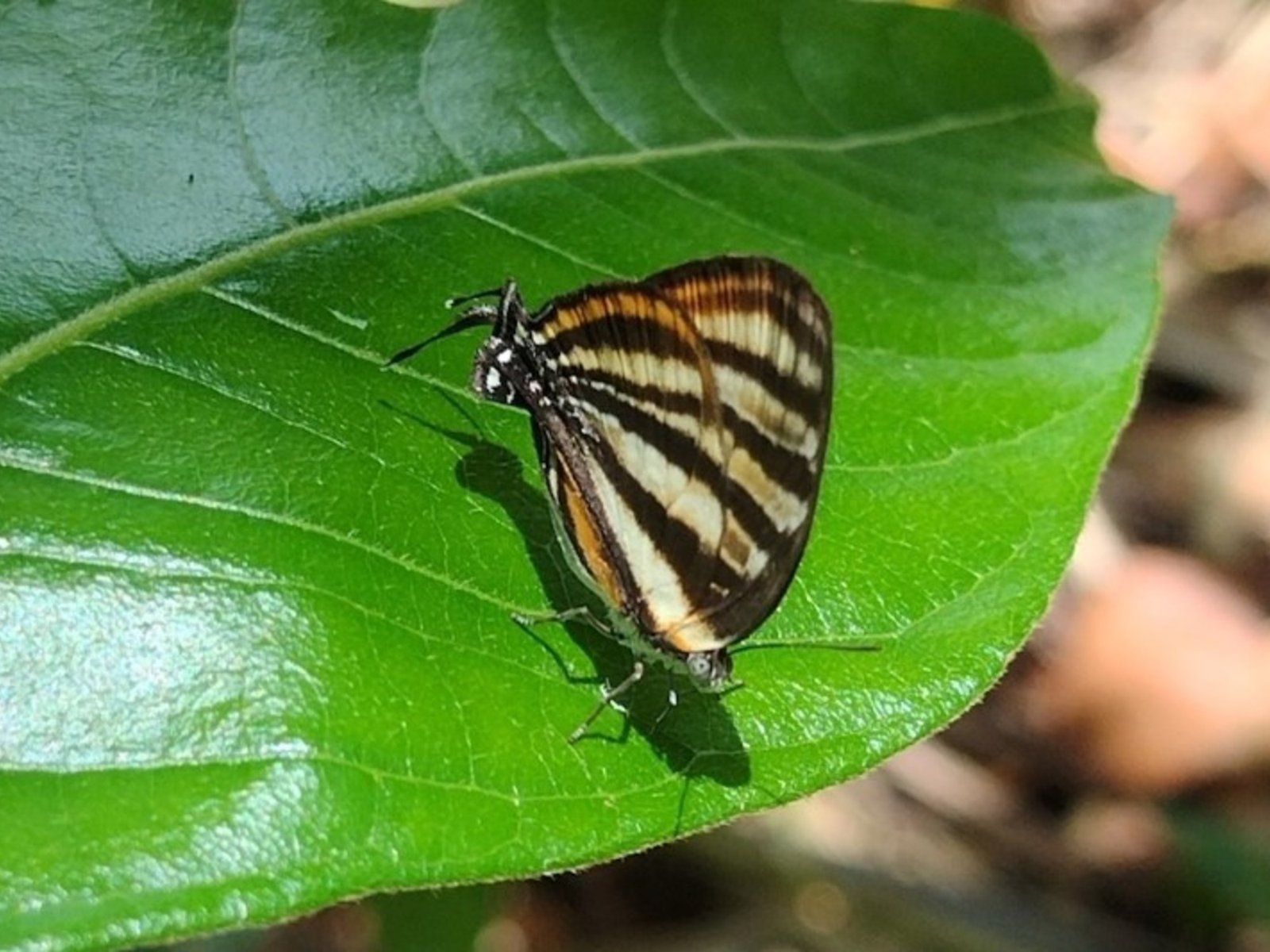  Las fascinantes estrategias de supervivencia de las mariposas Un fenómeno intrigante ha capturado la atención de ci... Descubre más sobre thiruvananthap...