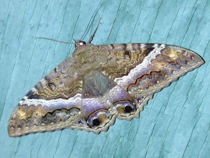 Las mariposas de la muerte son insectos nocturnos que se destacan por su envergadura de hasta 20 centímetros. Foto: Wikimedia Commons.