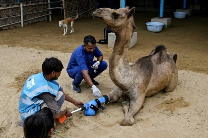 El cirujano veterinario Babar Hussain ayuda a colocar una prótesis a la joven camella Cammie (AFP).